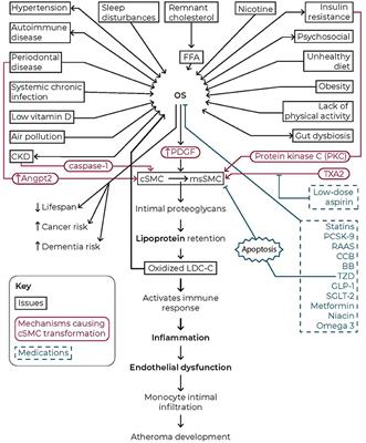 The critical issue linking lipids and inflammation: Clinical utility of stopping oxidative stress
